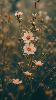 some pink flowers are in the middle of a field with yellow and white flowers on it