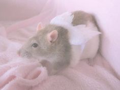 a small rodent with bandages on it's head sitting on a pink blanket