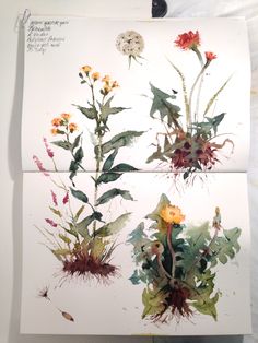 two paintings of flowers and plants on white paper