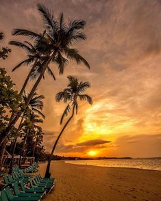 the sun is setting behind two palm trees on the beach with lounge chairs lined up along the shore