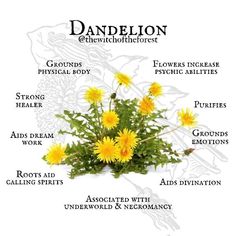 Flowers Witchcraft, Dandelion Uses, Magickal Herbs, Plant Magic, The Dandelion, Magic Herbs, Magical Herbs, Herbal Recipes, Herbal Apothecary