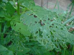 a bug sitting on top of a green leaf