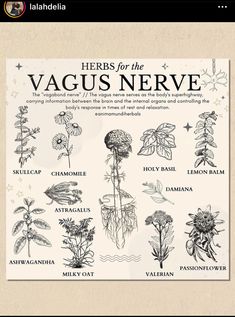 herbs for the vagus nerve poster with instructions on how to use them