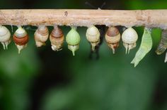 a group of snails hanging from a tree branch