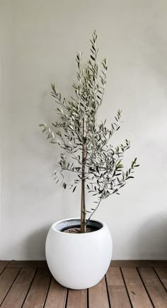 an olive tree in a white pot on a wooden floor