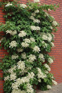 white flowers growing on the side of a brick building