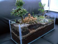 a glass container filled with plants on top of a couch