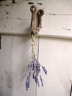 an old pair of scissors hanging from a hook with lavender flowers attached to the handle