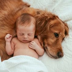 a brown dog laying next to a baby on top of a white bed covered in blankets