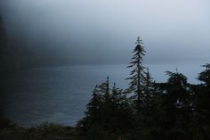 the trees are standing in front of the water on a foggy day at night