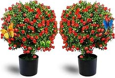 two potted plants with red flowers and green leaves on them, one is shaped like a ball