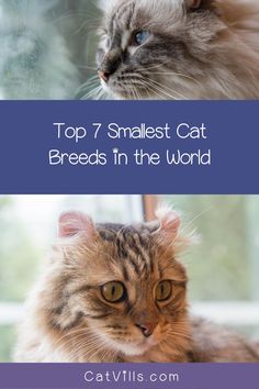 two cats looking at each other with the caption top 7 smallest cat breeds in the world