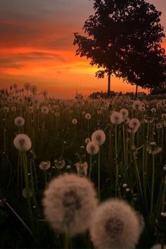 the sun is setting over a field with dandelions in front of a tree