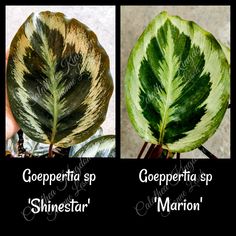 three different types of leaves with captioning in spanish, english and latin language