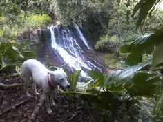 a white dog standing in front of a waterfall