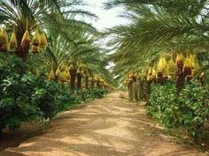 a dirt road surrounded by palm trees and bananas hanging from it's branches on both sides