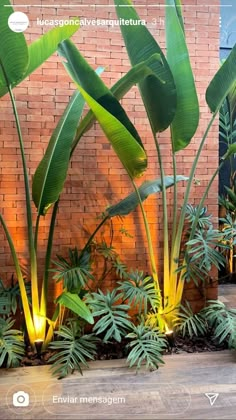 some very pretty plants in front of a brick wall with lights on each planter