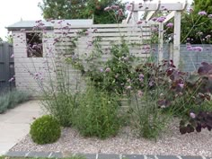 some purple flowers are growing in a garden