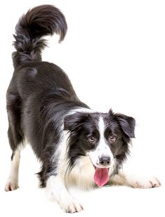 a black and white dog standing on its hind legs with it's tongue out