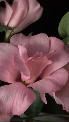 pink flowers are blooming in the dark, with green leaves on it's stems