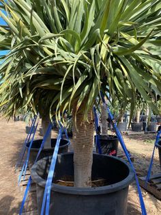 Dragon Tree (Dracaena Draco) - Designer Trees Australia Pool Plants, Palm Trees Landscaping, Unusual Plants, Garden Trees, Companion Planting