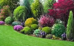 a garden with lots of different types of trees and shrubs in it, including flowers