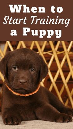 a brown puppy sitting on top of a floor next to a chair with the words when to start training a puppy