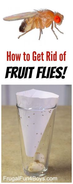 how to get rid of fruit flies