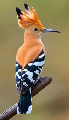 a bird with orange and black feathers sitting on a branch