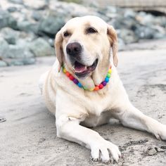 a dog laying on the ground with beads around its neck