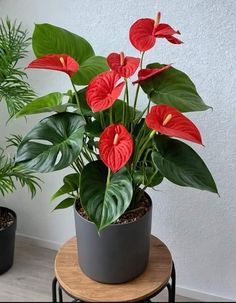 two potted plants are sitting on a small table