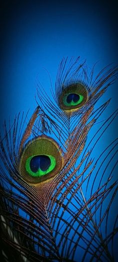 two peacock feathers with bright green eyes against a blue background