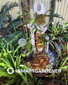 there is a potted plant in the middle of some plants and rocks on the ground