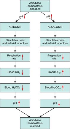 the diagram shows how acid - based substances are used to treat and control blood pressure