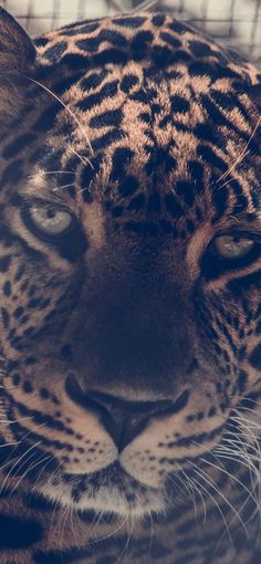 a close up shot of a tiger's face and head with the cage in the background