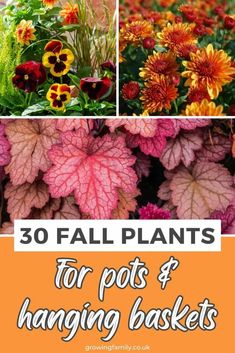 colorful flowers and plants with text overlay that reads 30 fall plants for pots & hanging baskets