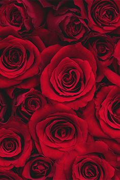 a bunch of red roses that are close together