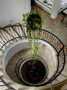 there is a plant growing in the middle of this spiral staircase