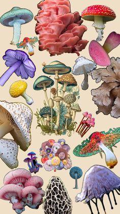 many different types of mushrooms are shown in this image, and there is no image on it