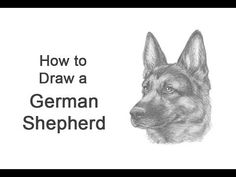 a drawing of a german shepherd with the words how to draw a german shepherd