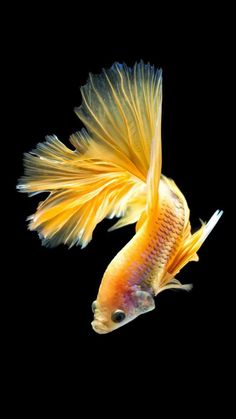 an orange and yellow fish on a black background