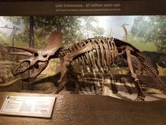 a dinosaur skeleton is on display in a museum