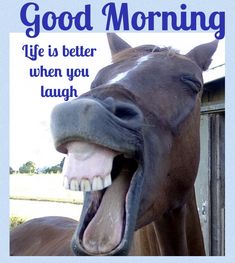 a brown horse with its mouth open and it's teeth wide open, saying good morning life is better when you laugh