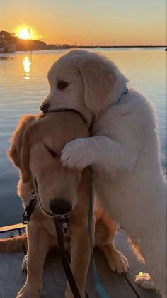 two dogs on a dock with the sun setting in the background