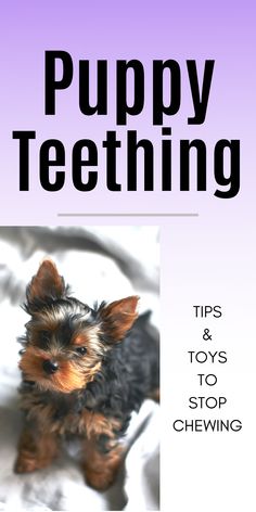 a small dog standing on top of a bed next to the words puppy teeth tips and toys to stop chewing