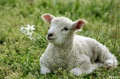 a baby lamb is sitting in the grass