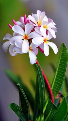 three white and pink flowers with green leaves in the foreground on a blurry background