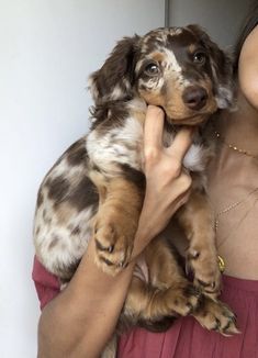 a woman holding a small dog in her arms