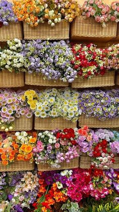 several baskets filled with different types of flowers