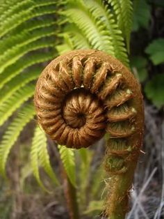 . Fern Images, Geometry In Nature, Tattoos Inspiration, Tree Fern, Spiritual Retreat, Patterns In Nature, Love Flowers